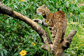 AnimalsCusco2