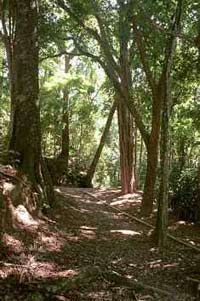 tijuca5