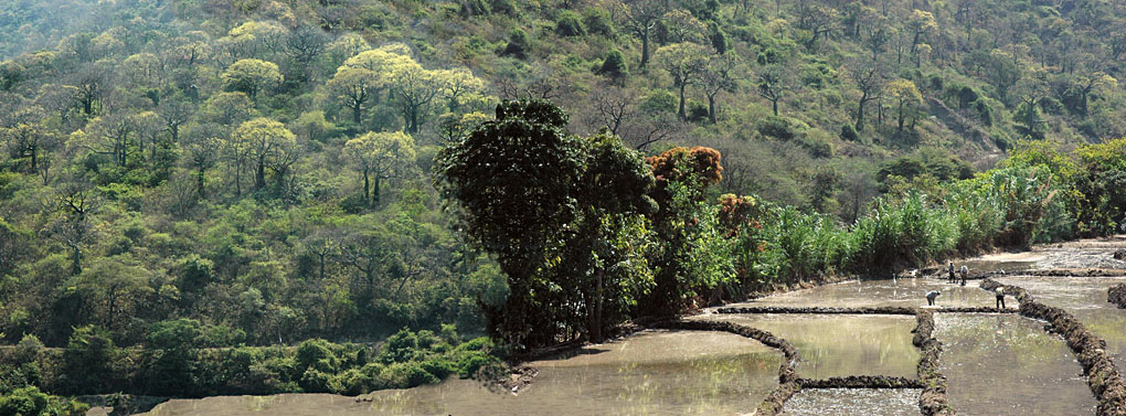 parkmancora